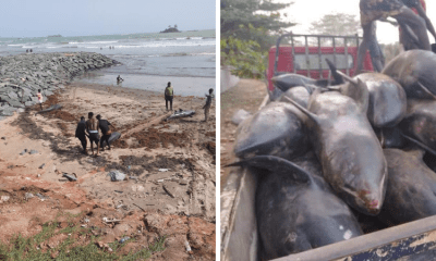 Hundreds Of Dolphins Washed Ashore At Lower Axim