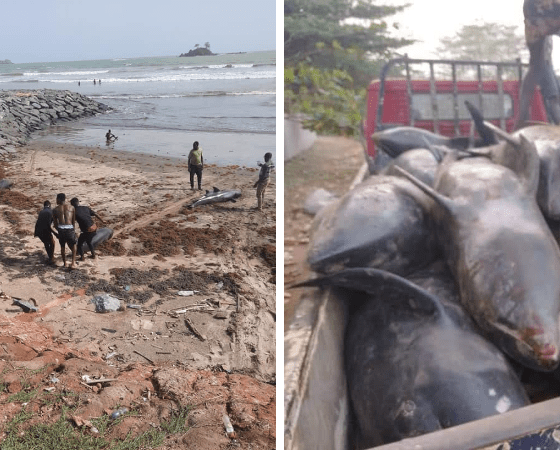 Hundreds Of Dolphins Washed Ashore At Lower Axim
