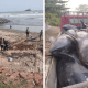 Hundreds Of Dolphins Washed Ashore At Lower Axim