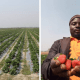 Huge Strawberry farm spotted at Jos in Nigeria