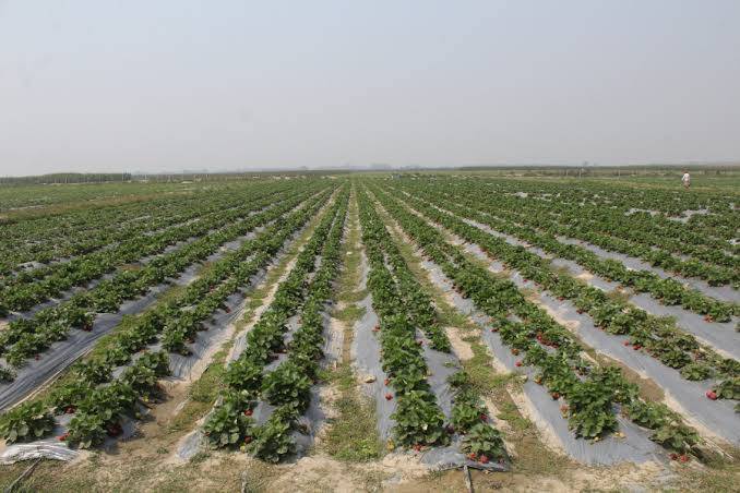 Strawberry Farm in Jos, Nigeria