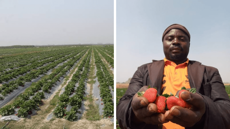 Huge Strawberry farm spotted at Jos in Nigeria