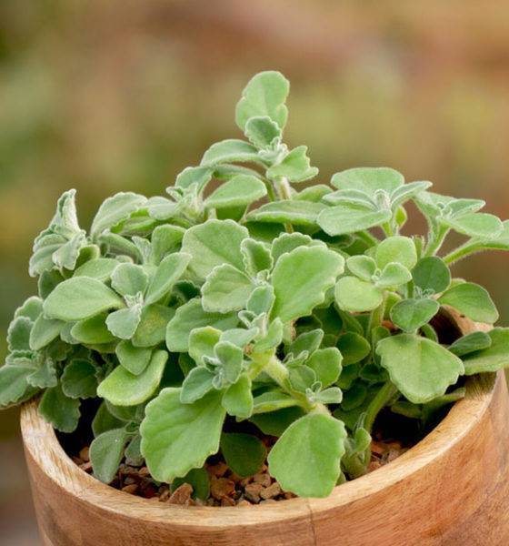 Oregano - plants have power