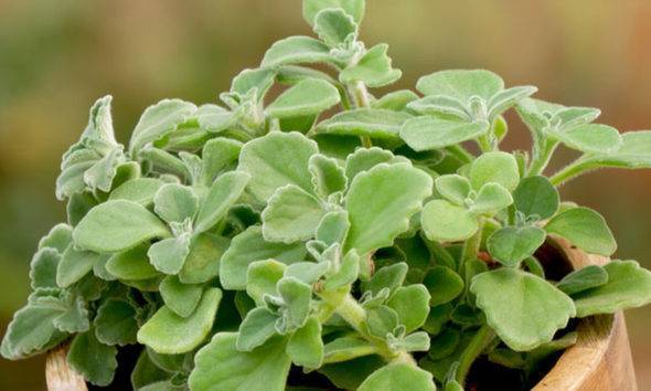 Oregano - plants have power