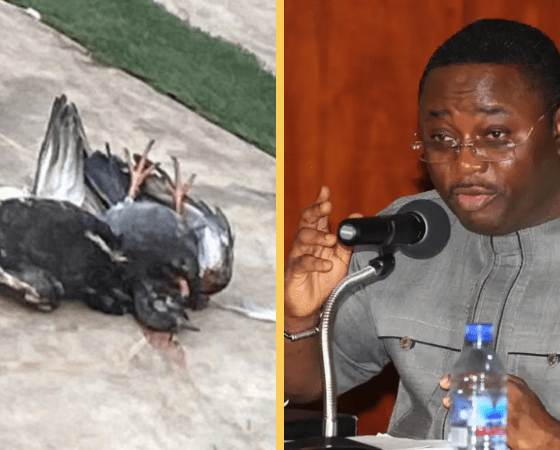 dead pigeons thrown into my house - elvis afriyie ankra