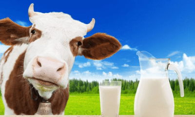 What is in cow's milk that makes it unhealthy