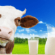 What is in cow's milk that makes it unhealthy