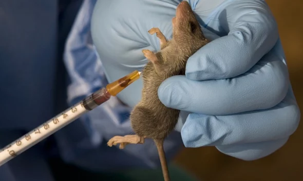 Lassa Fever outbreak