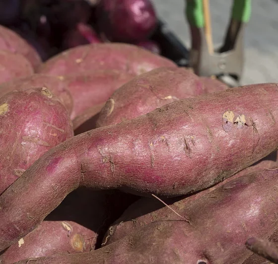 Sweet Potatoes
