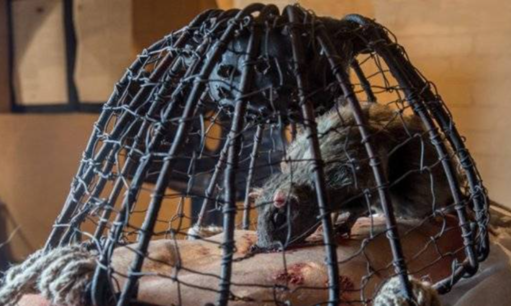 Rat torture