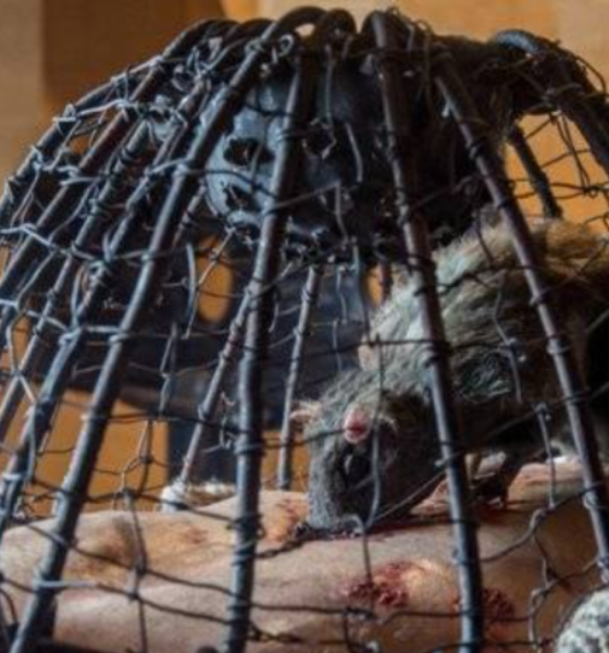 Rat torture