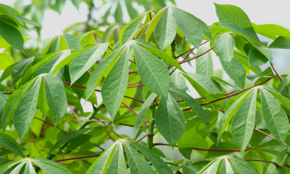 Health Benefits of Cassava Leaves