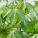 Health Benefits of Cassava Leaves